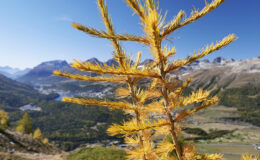 007 - oberengadin im herbst